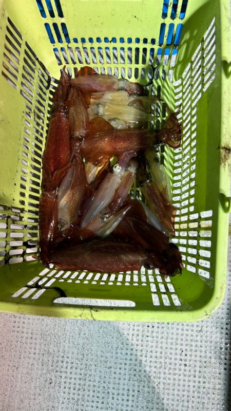 暴風雨イカメタル