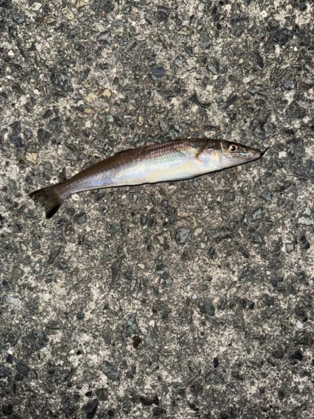 延岡新港夜釣り