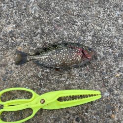 早朝のフカセ釣り