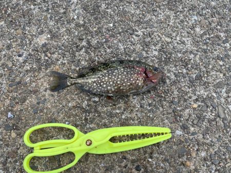 早朝のフカセ釣り