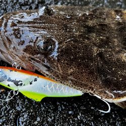 マゴチをバイブレーションで釣る