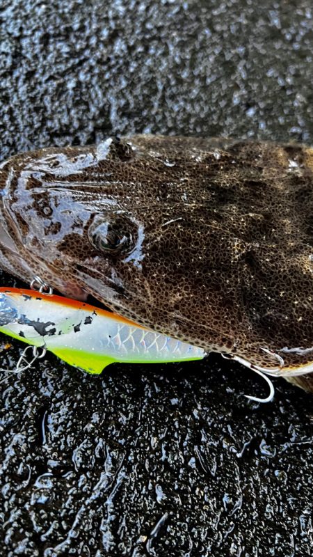 マゴチをバイブレーションで釣る