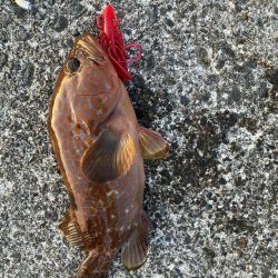 キジハタゲームく