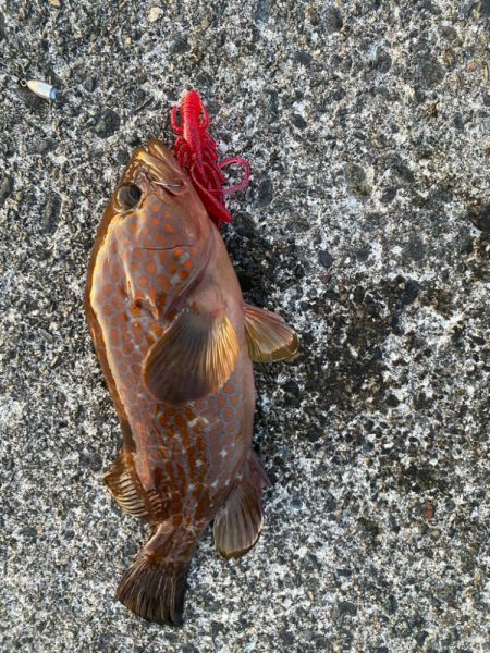 キジハタゲームく