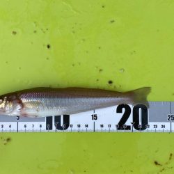 キスも大きくなってます!