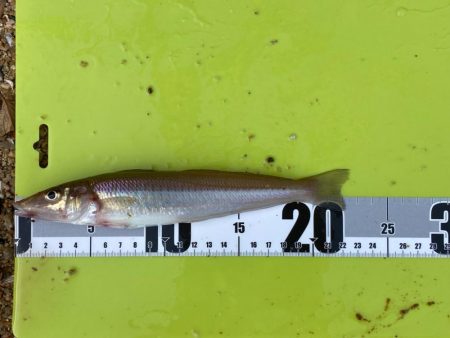 キスも大きくなってます!