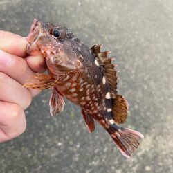 豆アジング調査