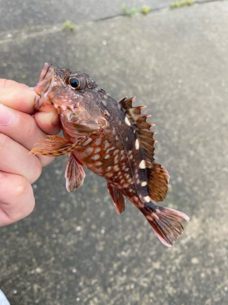 豆アジング調査