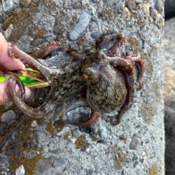 オクトパッシング15