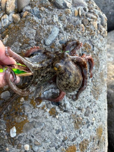 オクトパッシング15