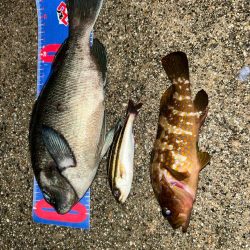 魚津港 フカセ夜釣り