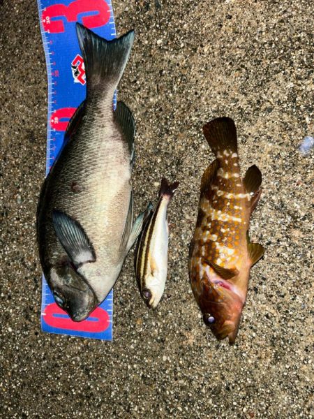 魚津港 フカセ夜釣り