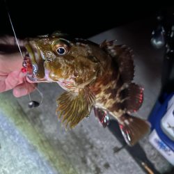 ロックフィッシュ