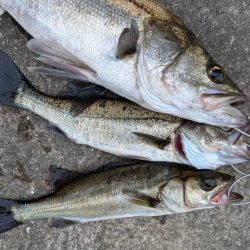 エビ撒きでハネ釣れました