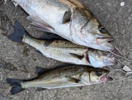 エビ撒きでハネ釣れました
