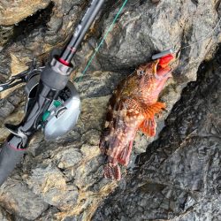 尾鷲ロックフィッシュ