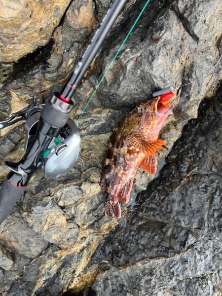 尾鷲ロックフィッシュ