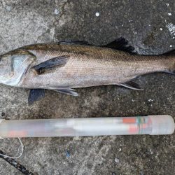 エビ撒きでスズキ釣れました