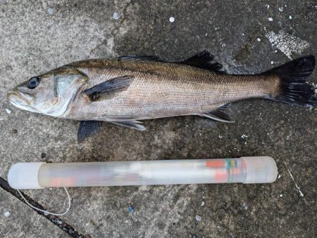 エビ撒きでスズキ釣れました
