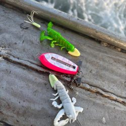 タコ　中型以上がパラパラ