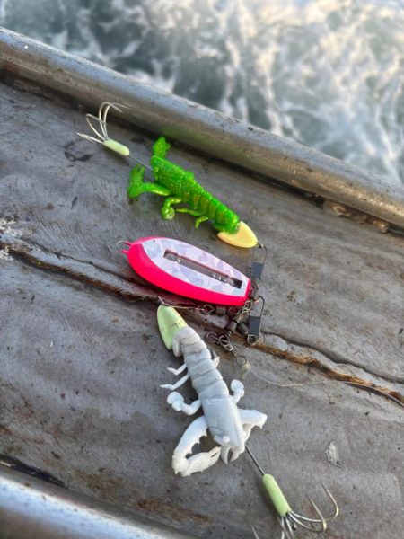 タコ　中型以上がパラパラ