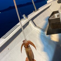 鳥取イカメタルリベンジ