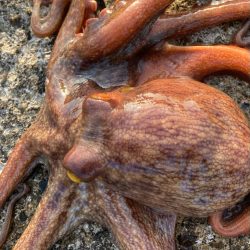 ⭐︎釣れ過ぎ注意