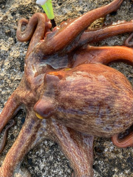 ⭐︎釣れ過ぎ注意