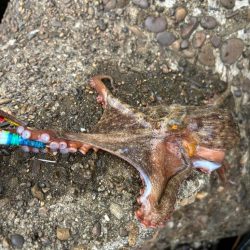 オクトパッシング6