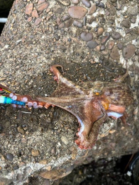 オクトパッシング6