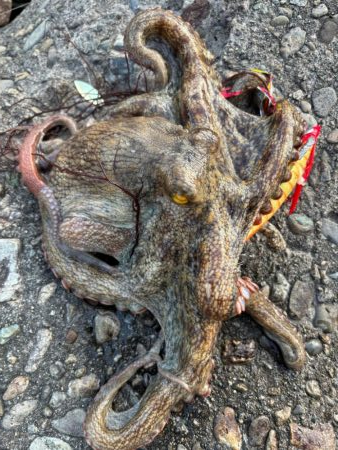 オクトパッシング8