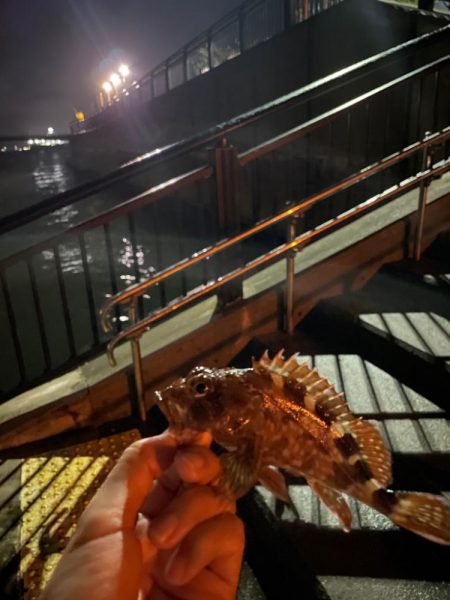 パターンつかめず　ガッシーくん