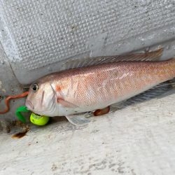 タイラバで高級魚