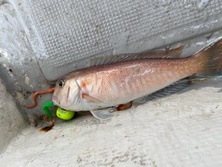 タイラバで高級魚