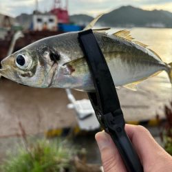 アジに魅せられて