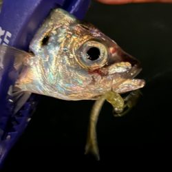 再調査アジング