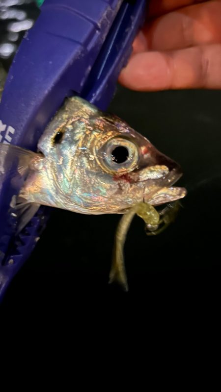 再調査アジング