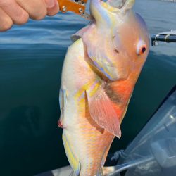 錦江湾異常なし