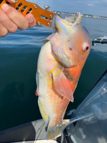 錦江湾異常なし