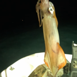 イカメタル爆釣