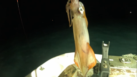 イカメタル爆釣