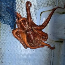 釣り船西海　明石タコ釣り