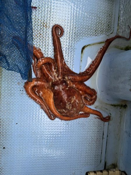 釣り船西海　明石タコ釣り