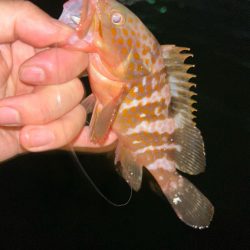 マナティでライトワインド