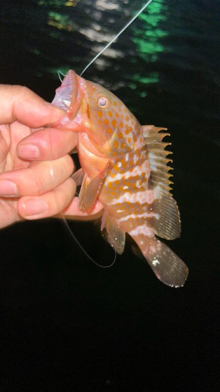 マナティでライトワインド