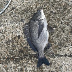 チヌ+タコ狙いで！