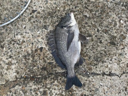 チヌ+タコ狙いで！