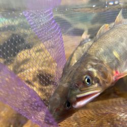 鮎の友釣りチャレンジ