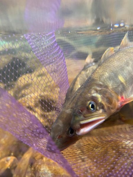 鮎の友釣りチャレンジ