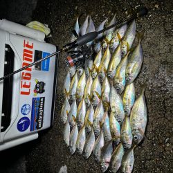 数釣りアジング